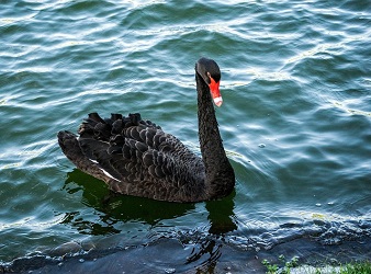 black-swan-px_250