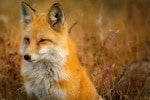learn about online business from crafty fox